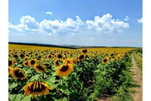 Field of Sunflowers
