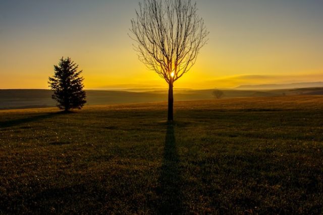Leafless tree with sunrise
