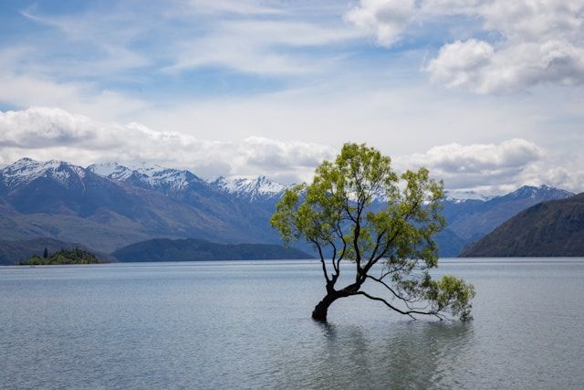 Tree in a body of water