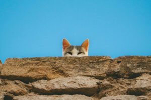 Curioser ande Curioser